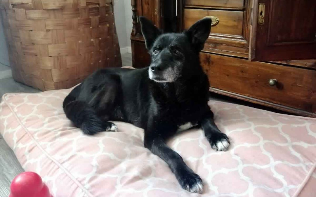 Vanhan koiran adoptoiminen – vanha koira tuli taloon